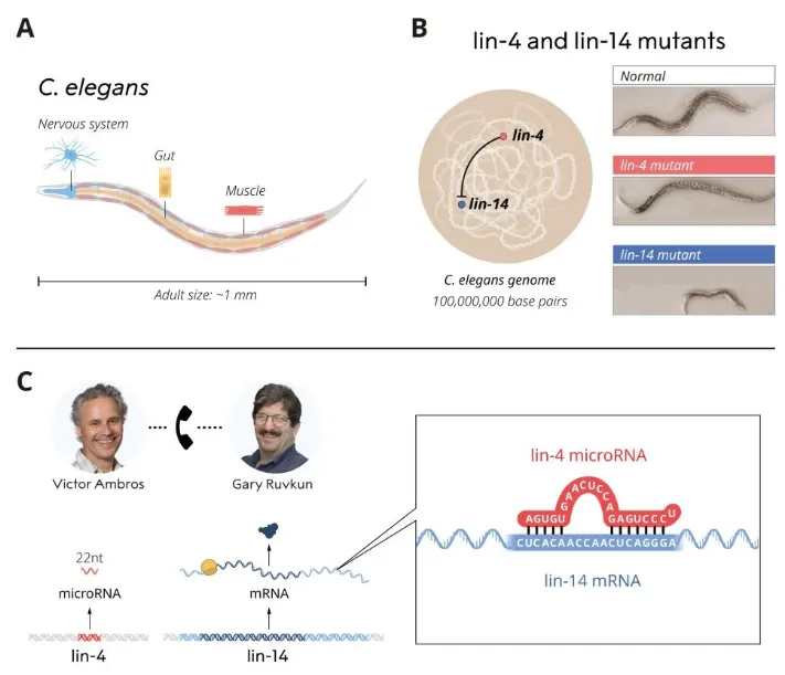 Ambros和Ruvkun發現lin-4來源的microRNA過程