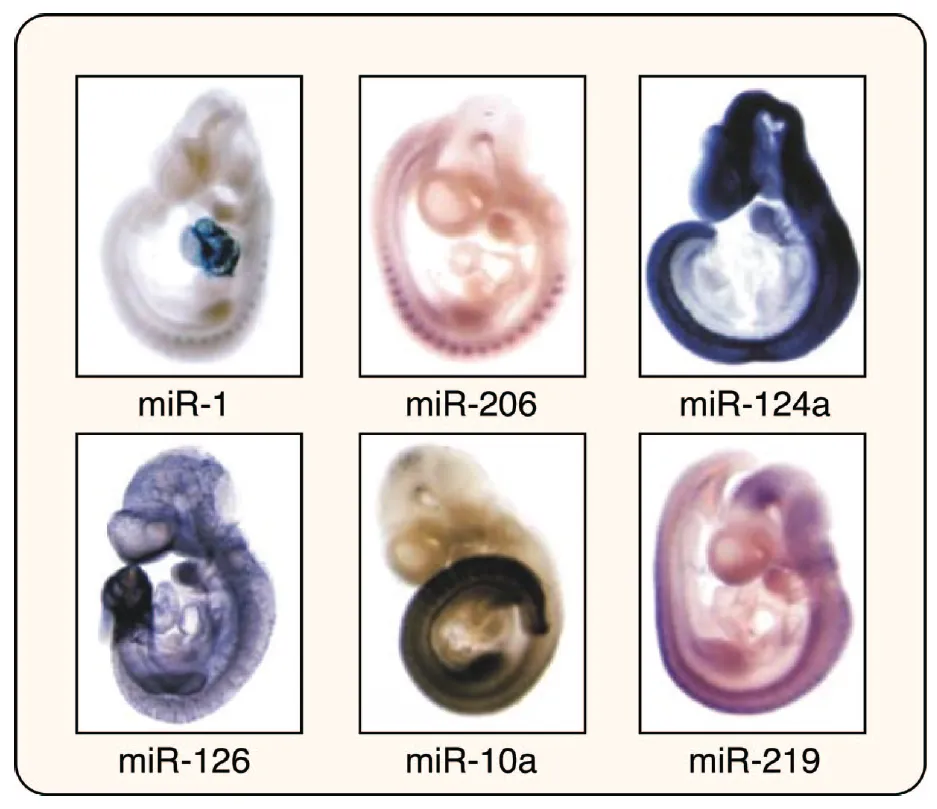  整體原位microRNA 雜交（Whole-mount miRNA ISH）技術在生物發育中的應用